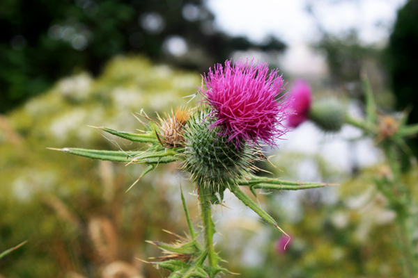 flower photographed by Ilse Blahak